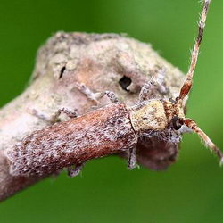 Deroplia genei